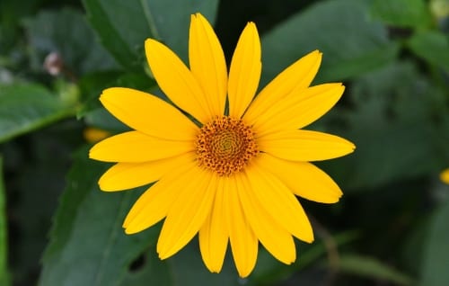 Paradox Interactive’s return-to-office policy may be driving employees away from the studio