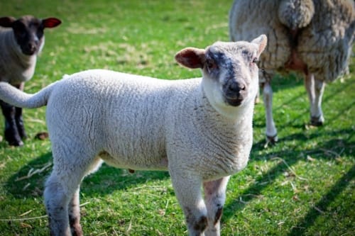 Tales Of The Shire Physical Release Announced For Switch, Pre-Orders Live