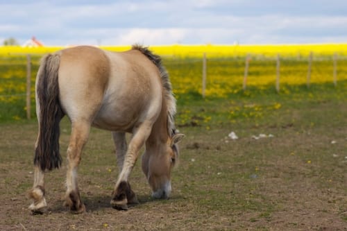 Devil May Cry creator Hideki Kamiya would “love” to remake the series’ first game