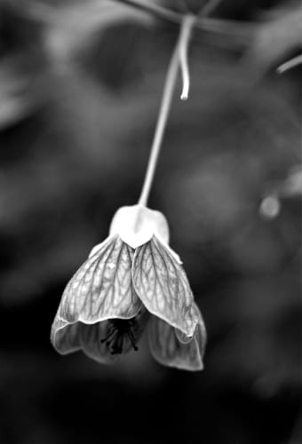 Develop:Star Awards 2025 finalists announced