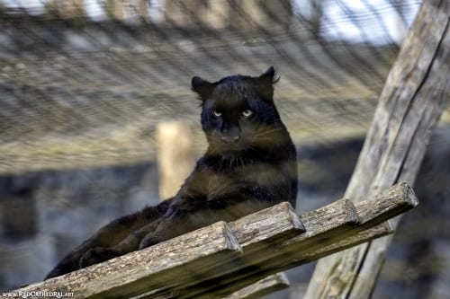 EA cancels Black Panther and shuts down Cliffhanger Games