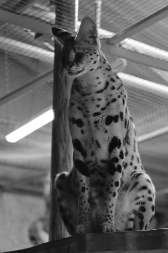 GAME cancels some Switch 2 online pre-orders a week before launch