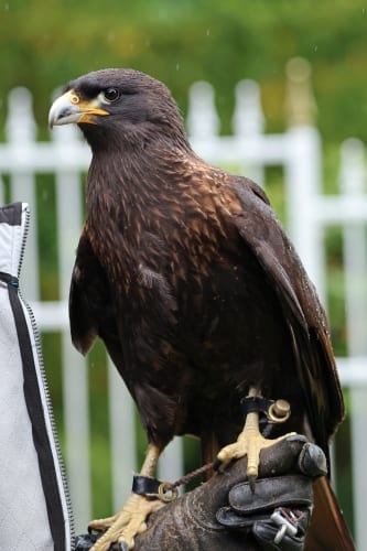 The Outer Worlds 2 devs have already shown the background I’ll be using in this RPG: the Roustabout, a talentless loser who is “not quite sure what happened” to get them here