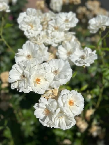 Gorgeous stealth adventure Eriksholm: The Stolen Dream gets July release date and demo