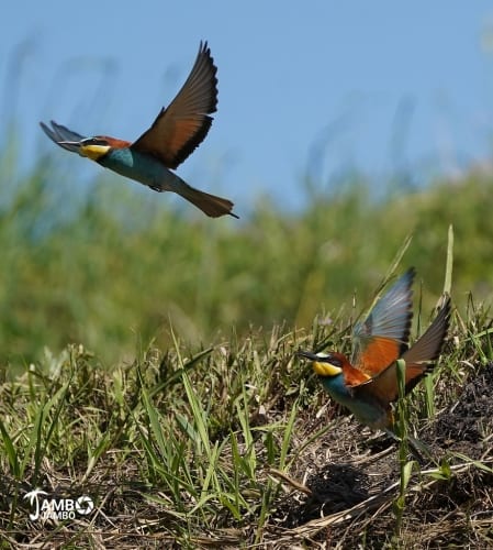 Sony is making layoffs at Days Gone developer Bend Studio