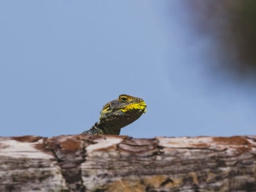 Ryan Reynold’s Dragon’s Lair Movie May Finally Have A Director