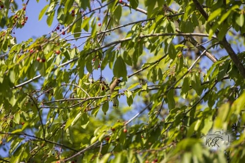 Video: Get A “Bird’s Eye View” Of Pinball Park In Tony Hawk’s Pro Skater 3 + 4
