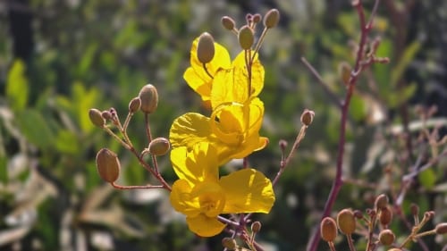 How To Get All Biome Badges In 7 Days To Die 2.0