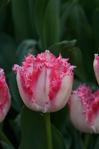 MMO community fears PvP bots have formed a “cartel” using false reports to get you banned if you kill them for their illegal loot, bringing Old School RuneScape’s bot problem to a boil