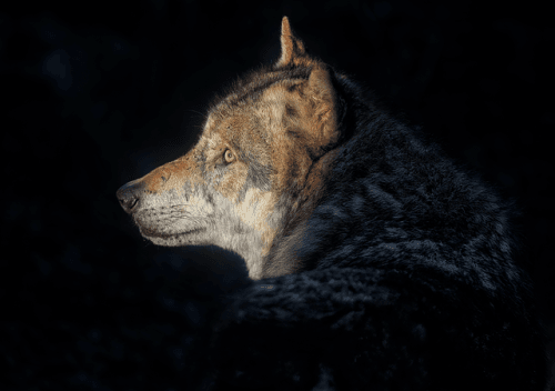 Lone Wolf And Cub Deluxe Edition Manga Preorders Are Live