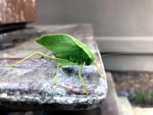 Katy Perry Sings In Simlish During Recent Show