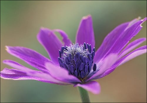 Free World Champion’s Pokemon Available Right Now For Scarlet And Violet