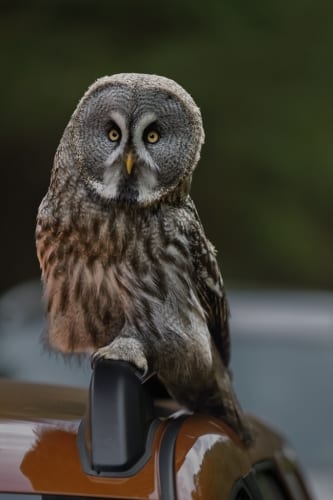 Indiana Jones And The Great Circle Gets Hair-Raising New Tech Next Month