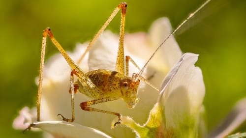 Romeo Is A Dead Man Is Grasshopper Manufacture Firing On All Cylinders