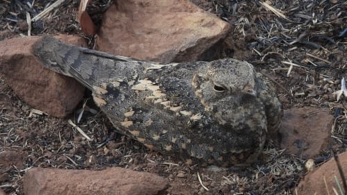 Rumour: Resident Evil Requiem Could Be Heading To The Switch 2