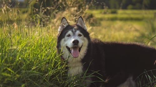 Scott Pilgrim’s Precious Little Second Life