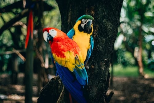 PSA: Pokémon Scarlet And Violet