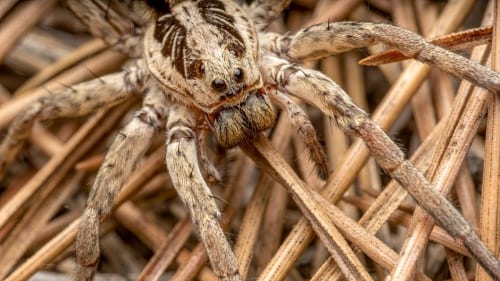 Monster Hunter Stories 3 Is Getting Bonus ‘Side Story’ DLC Next Year