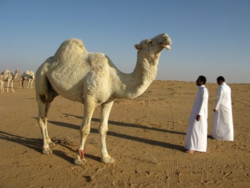 Saudi Arabia to host Kingdom of Gaming conference in 2026 1 Saudi Arabia to host Kingdom of Gaming conference in 2026