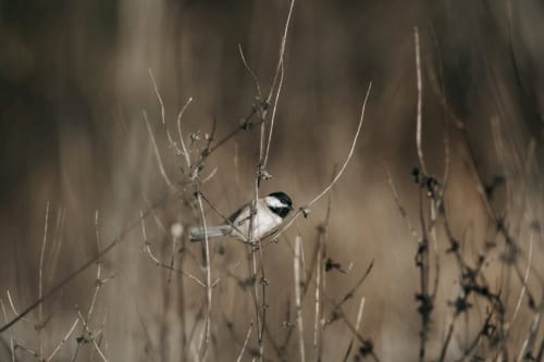 Mewgenics Is Already My Next Obsession and I Need It Now | Previews Impressions