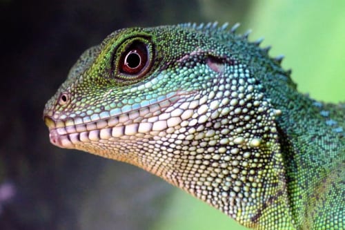 Taming Satisfactory Lizard Doggos For Fun And Profit