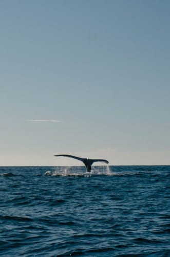 ICYMI: Animal Crossing: New Horizons Switch Gets A Free Switch 2 Update Next Week