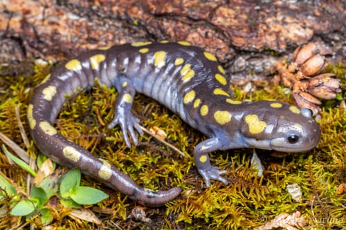 Animal Crossing New Horizon’s new update is a reminder that the game is at its best when you’re doing nothing at all