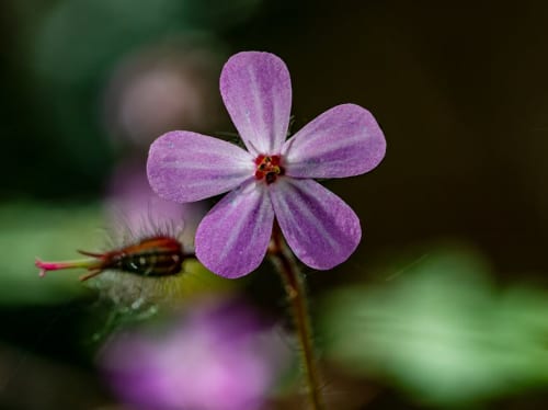 Random: Here’s To Robert Burns And His Long-Standing Relationship With…Animal Crossing?