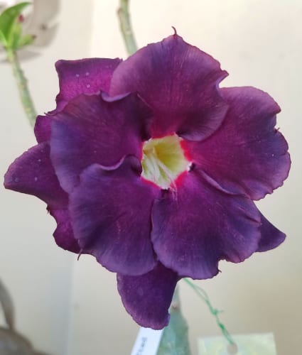 Crimson Desert Features Multiple Playable Characters And A Missile-Firing Mech