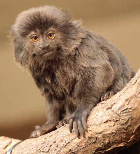 Following Anaconda and Primate, new hippo-based creature feature unveils its first look