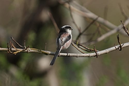 Resident Evil Requiem’s Steam concurrent peak is the biggest in franchise history