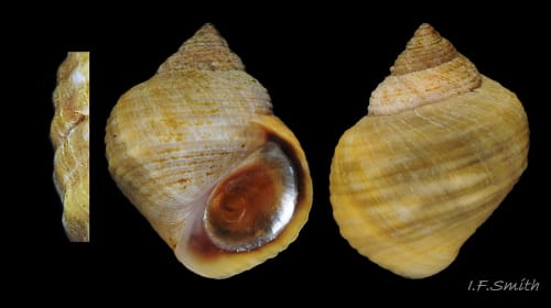 Mega Crit unveils Slay the Spire 2 plushies and oh dear I’ve bought two of them