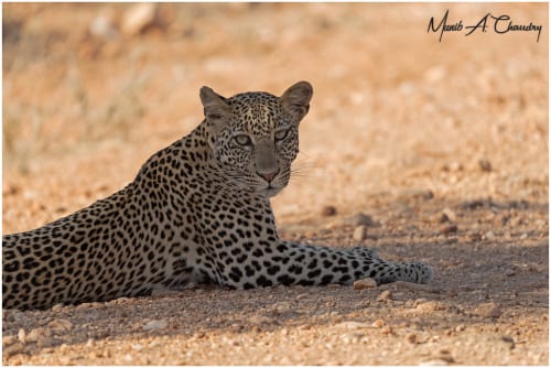 Fighting Game Pro Detained By ICE Has Been Released On Bond