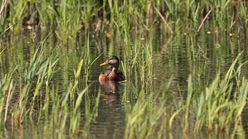 What’s Next For Animal Crossing?