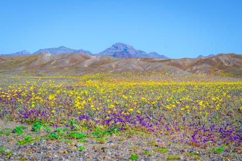 Slay the Spire 2 composer heads for the wilderness as Annapurna Interactive unveils “heartfelt” road trip adventure Forever Ago