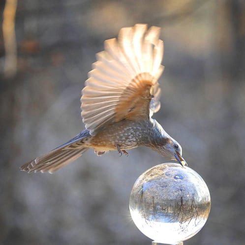 Super Mario Galaxy Movie stars Chris Pratt and Charlie Day refuse to confirm or deny whether Wario and Waluigi will show up