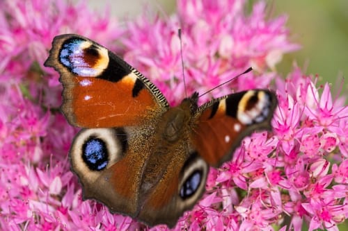 Build a Rocket Boy CEO responds to end of publishing agreement with IOI Partners