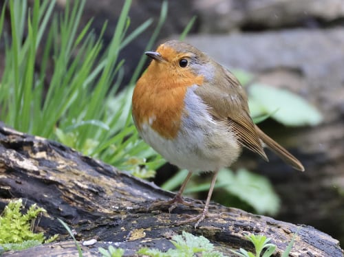 I’m an RGB defender, and this Mario and Luigi Switch 2 controller is prime reason why