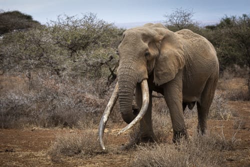 Bleak Survival City-Builder ‘Frostpunk’ Is Coming To The Switch