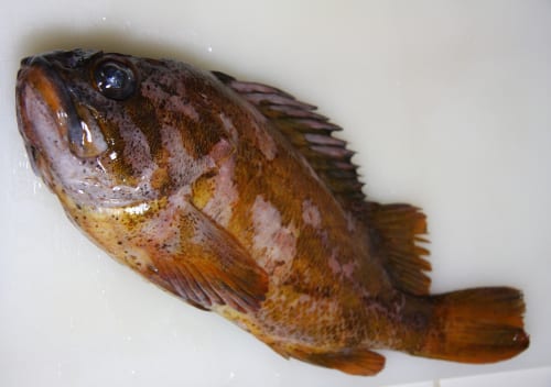 Rockfish Games lands €8m grant as Germany boosts game industry support