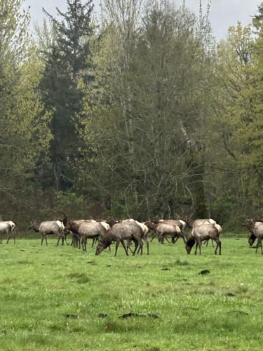 Animal Crossing: New Horizons Has Been Updated To Version 3.0.2, Here Are The Full Patch Notes