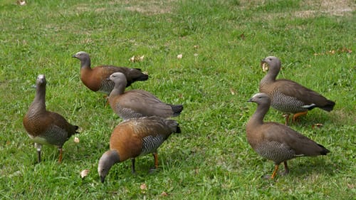 Animal Crossing: New Horizons Update Adds Anniversary Gift And Bug Fixes