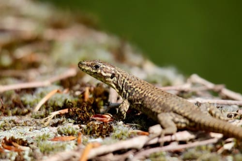 Vampire Crawlers Switch 2 Listing Pops Up On eShop