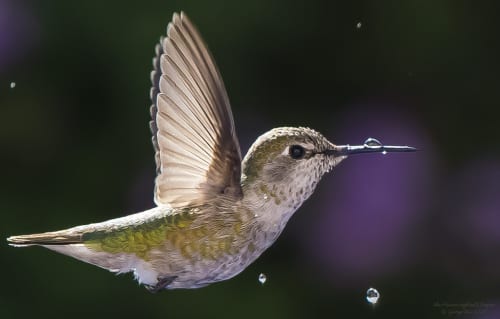 Where To Find Every Mini Cabin Figure In Pragmata