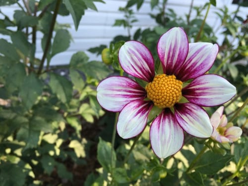 Mailbox: The Wii U’s Legacy, Mii Singing, Hippos