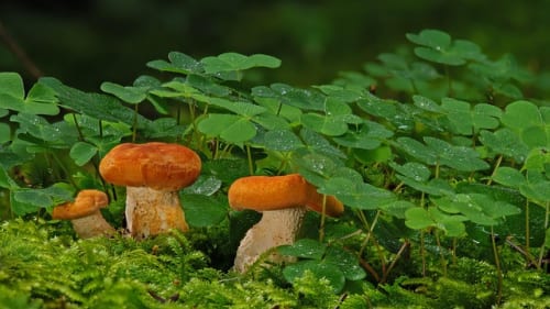 Starving Kingdom Hearts 4 hopefuls lap up tiny breadcrumbs from actor James Woods: “I can’t comment, but I wish I could!”