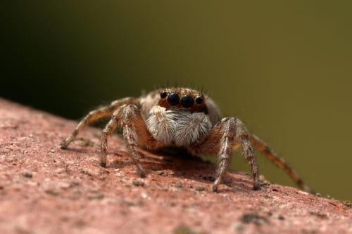 'The company as a whole no longer exists:' GreedFall developer Spiders confirms closure 1 ‘The company as a whole no longer exists:’ GreedFall developer Spiders confirms closure