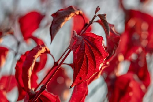 Crimson Desert increases Pearl Abyss Q1 earnings more than fivefold to $220.6m