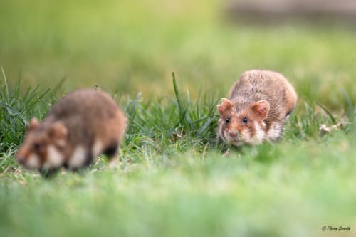 Hamster Wants To Release Hundreds Of Games For Its Console Archives Series 1 Hamster Wants To Release Hundreds Of Games For Its Console Archives Series