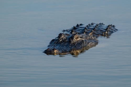 I Hope GTA 6 Will Let Me Trip Balls Again And Be An Alligator